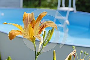 Orange lily in summer in the garden