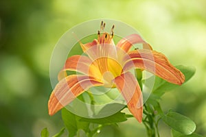 Orange lily, summer nature in the garden