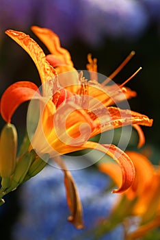 Orange Lily in sunset light