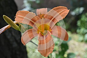 Orange Lily Wallpaper