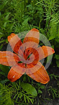 orange lily with water drops on petals after rain