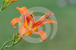 Orange Lilys aka fire lily against a green background Lilium bulbiferum with water droplets after a rain gently in the garden