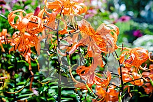 Orange lilys bloom