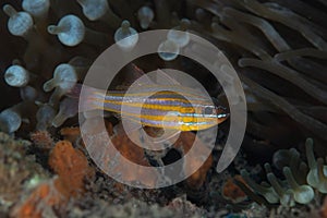 Orange-Lined Cardinalfish