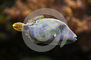 Orange-lined triggerfish Balistapus undulatus