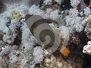 An Orange-lined Triggerfish Balistapus undulatus in the Red Sea