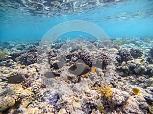 Orange-lined triggerfish (Balistapus undulatus) at the Red Sea coral reef