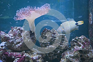 Orange-lined triggerfish (Balistapus undulatus) and sea actiniaria photo