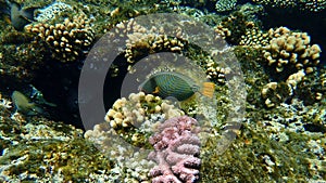 Orange-lined triggerfish, Balistapus undulatus, undersea, Red Sea, Egypt, Sharm El Sheikh, Nabq Bay