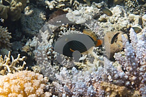 Orange-Lined Triggerfish on Coral Reef