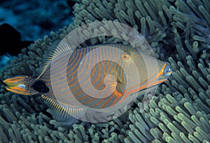 Orange-lined Triggerfish, Sipadan Island, Sabah