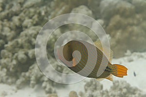 Orange lined triggerfish at Surin island