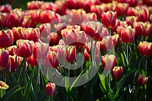 Orange Lion Tulips at Veldheer Tulip Garden in Holland