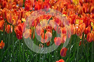 Orange Lion Tulips at Windmill Island Tulip Garden