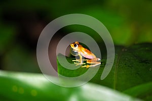 An orange little frog on a green leaf in Madagascar