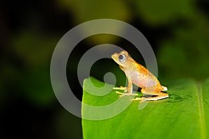 An orange little frog on a green leaf in Madagascar