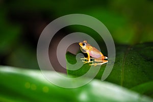 An orange little frog on a green leaf in Madagascar