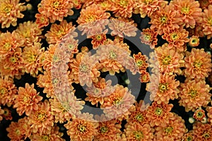 Orange little mum flower macro background