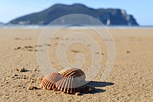 Orange little shells at the beach in Spain.