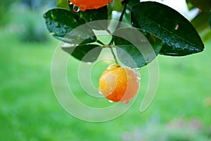 Orange