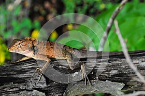 Orange Lizard