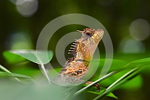 Orange Lizard - Calotes emma - Thailand Reptiles