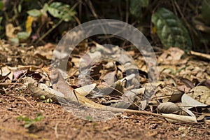 Orange lizard in dry leaves under sun. Brown iguana hides by mimicry. Exotic animal in wild nature