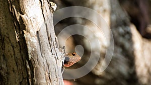 Orange lizard perched on a branch of tree