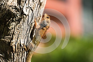 Orange lizard perched on a branch of tree