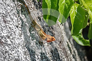 Orange Lizard Sitting on Stone