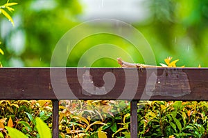 Orange lizard on the steel fence in the falling rain with blur green background