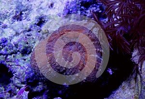 Orange Lobophyllia Coral