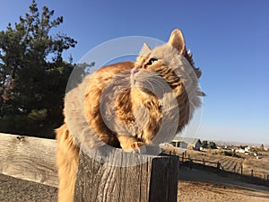 Orange long haired tabby cat perched on horse pasture fence at a barn