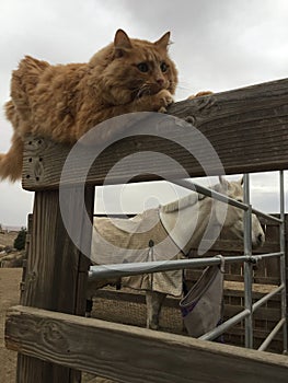 Orange long haired tabby cat sharpening claws on wood with horse in background