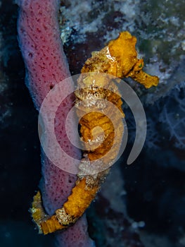 Orange longsnout seahorse on the reef in the Carribbean Sea, Roatan, Bay Islands, Honduras