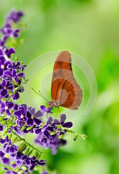 Orange Longwing (Dryas iulia) butterfly