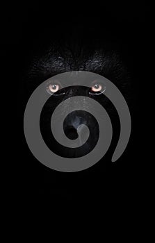 Orange luminous eyes on the black face of a monkey in a black night, a frightening look that embodies fears and phobias