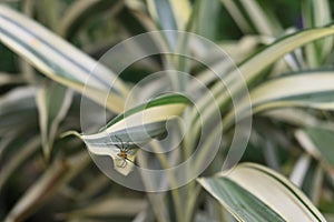 An orange Lynx spider walking away from the edge of a striped Lucky bamboo leaf