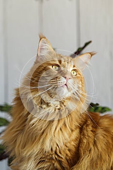 Orange Maine Coon Cat