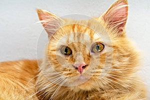 Orange Maine Coon and Persian Mix Portrait