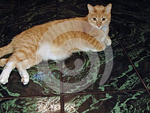 Orange male Tabby Cat Inside