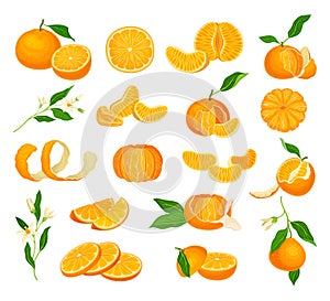 Orange Mandarin Fruit Unpeeled and Skinless with Segments Big Vector Set