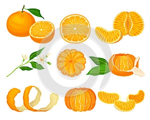 Orange Mandarin Fruit Unpeeled and Skinless with Segments Vector Set