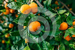 Orange mandarin on the tree. Ripe tangerine. Montenegrin mandari