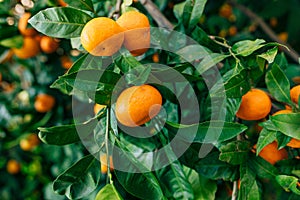 Orange mandarin on the tree. Ripe tangerine. Montenegrin mandari photo