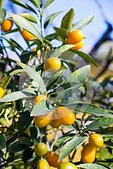 Orange mandarins on branch in spring in display