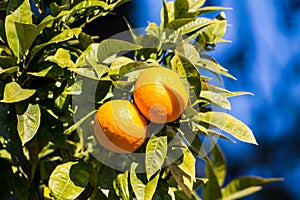 Orange mandarins grow on the tree