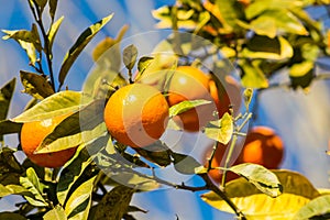 Orange mandarins grow on the tree