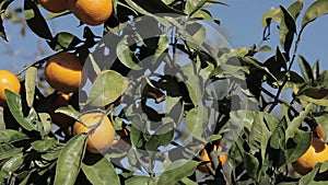 Orange mandarins grow on a tree, green leaves, wind swaying