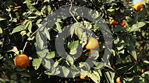 Orange mandarins grow on a tree, green leaves, wind swaying